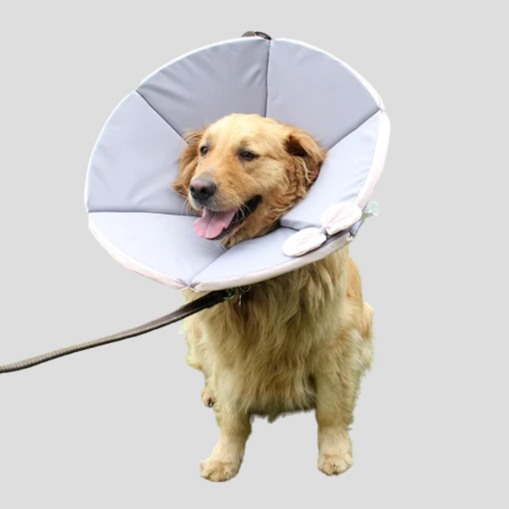 Comfortable Pet Safety Collar for Dogs