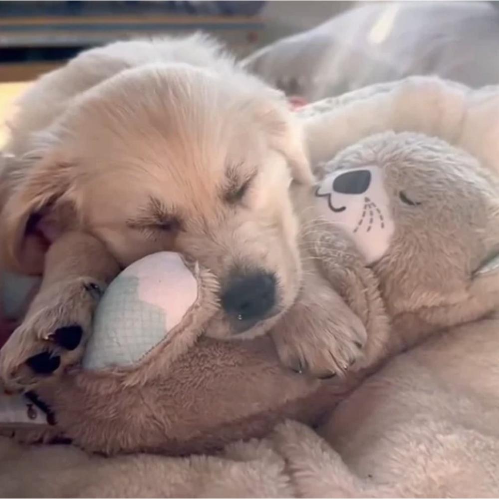 Dog Breathing Otter - Dog Calming Plush